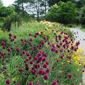 Allium sphaerocephalon